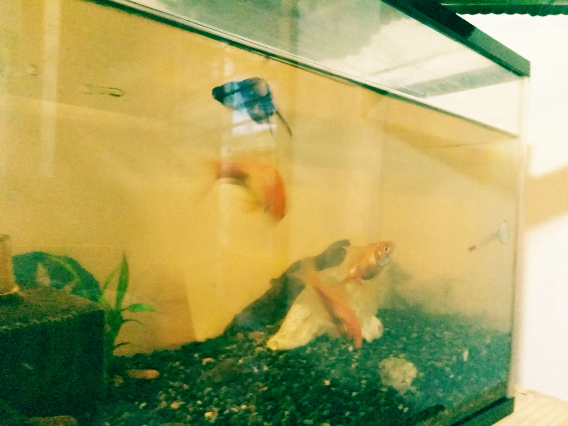 金魚の水槽にゴリをいれてみた Blog Blog Keisei 金魚の水槽にゴリをいれてみた Blog Blog Keisei